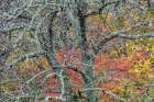 USA, North Carolina, Blue Ridge Parkway. Lichen-covered tree in forest. Art Print